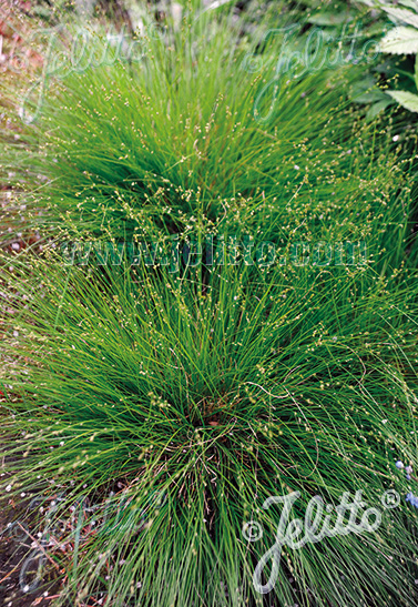 Carex appalachica, Appalachian sedge, Осока аппалачская